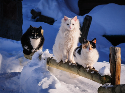 кошки, зима, снег