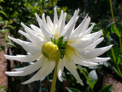 георгина, белая георгина, цветок