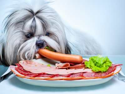 собака, животное, кушает мясные деликатесы