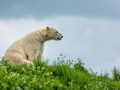 медведь белый, трава зелёная