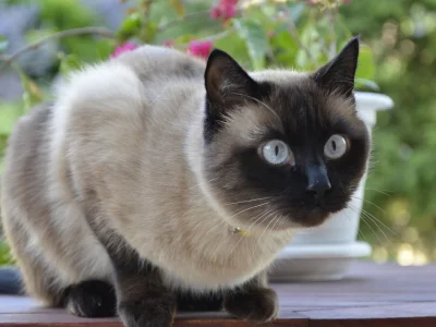 кошка, сиамская, взгляд
