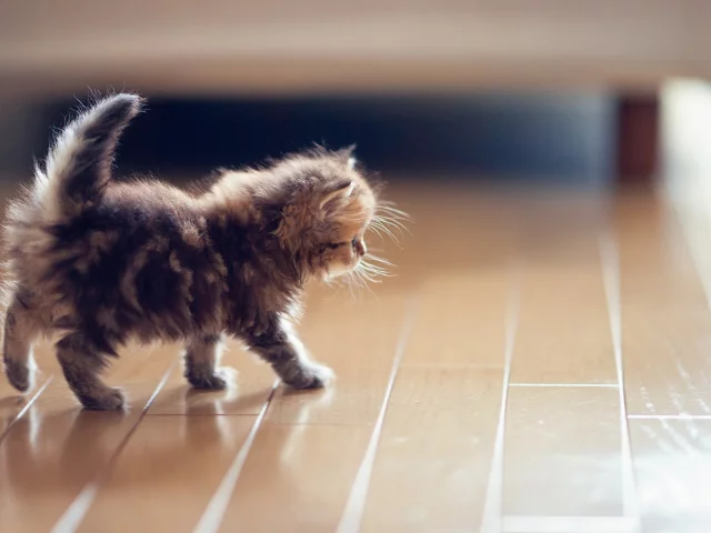 котёнок, маленький