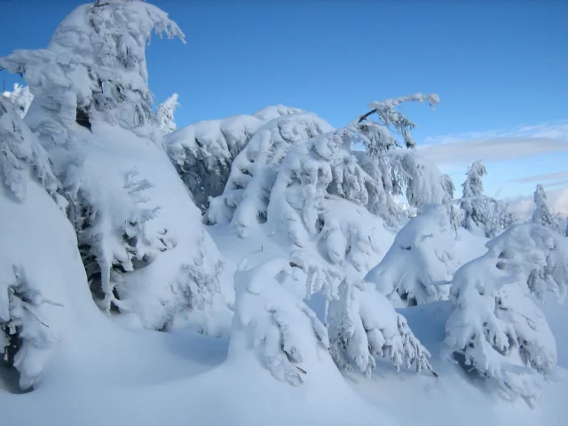 зима, снег, деревья