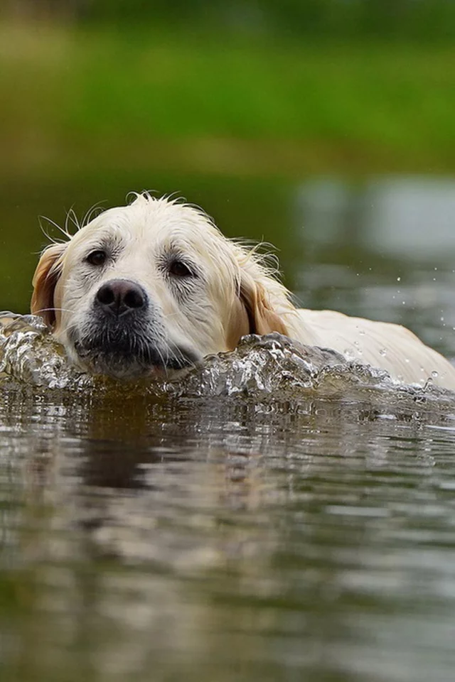 собака, вода