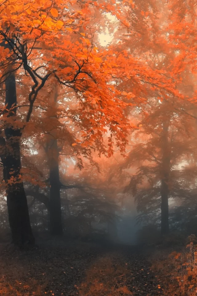 лес, осень, туман