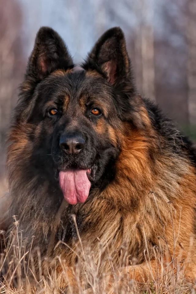 собака, овчарка