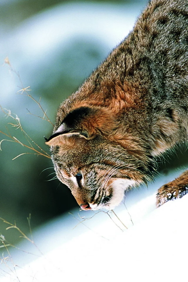 кот, животное, снег