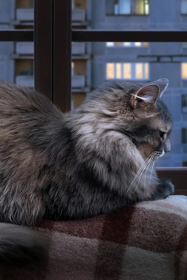 кошка, кот, коте