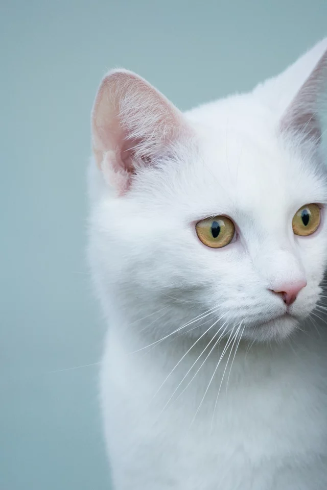 кошка, животные, взгляд