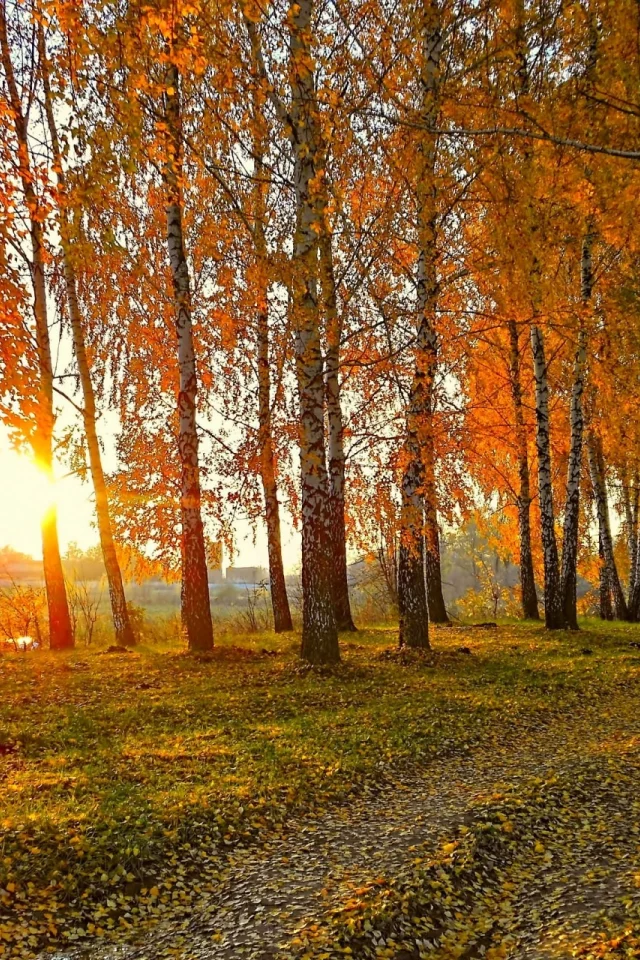 лес, осень, закат