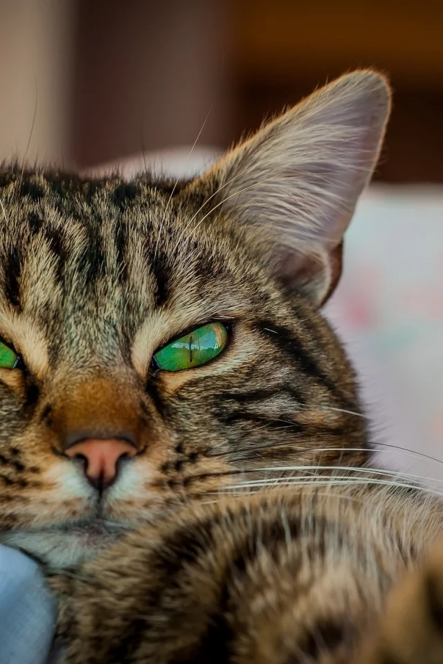 кот, взгляд, усы