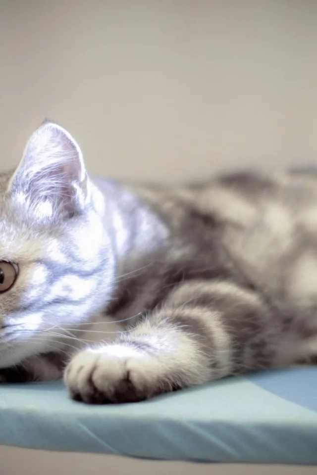 котёнок, взгляд, усы