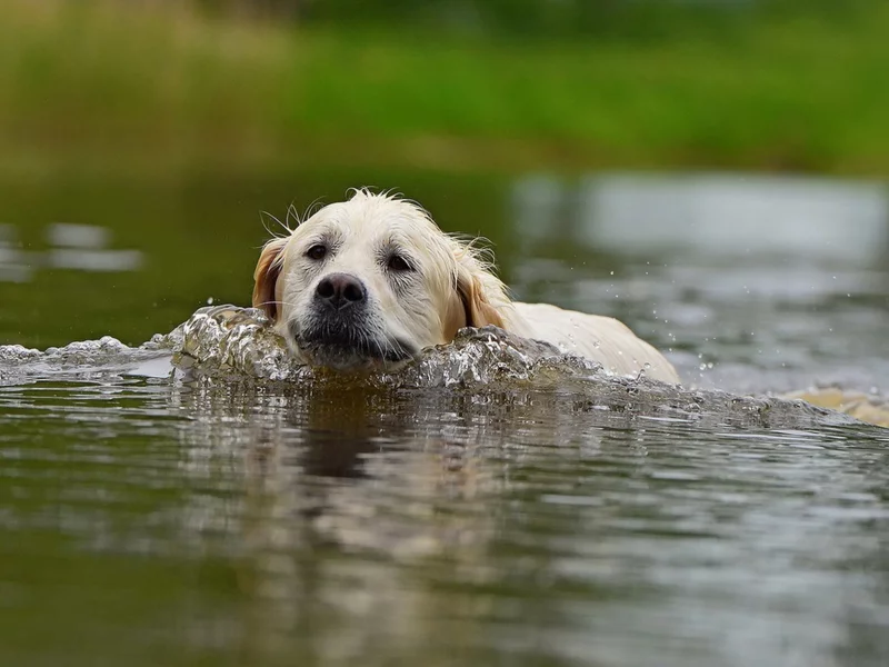 собака, вода