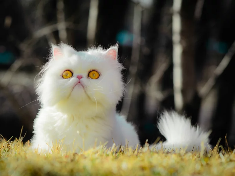 кот, фон