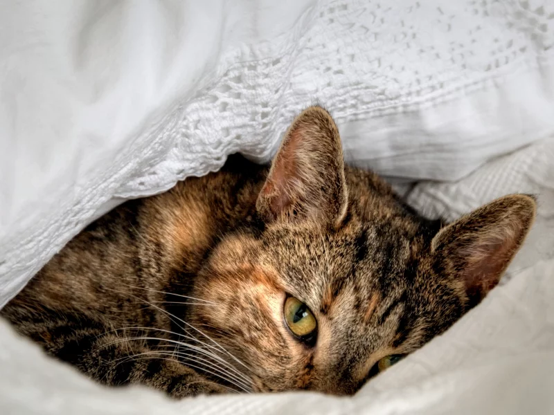 кошка, взгляд, лежит