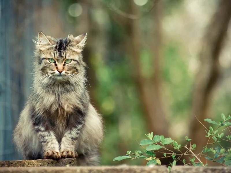 кот, взгляд, животное