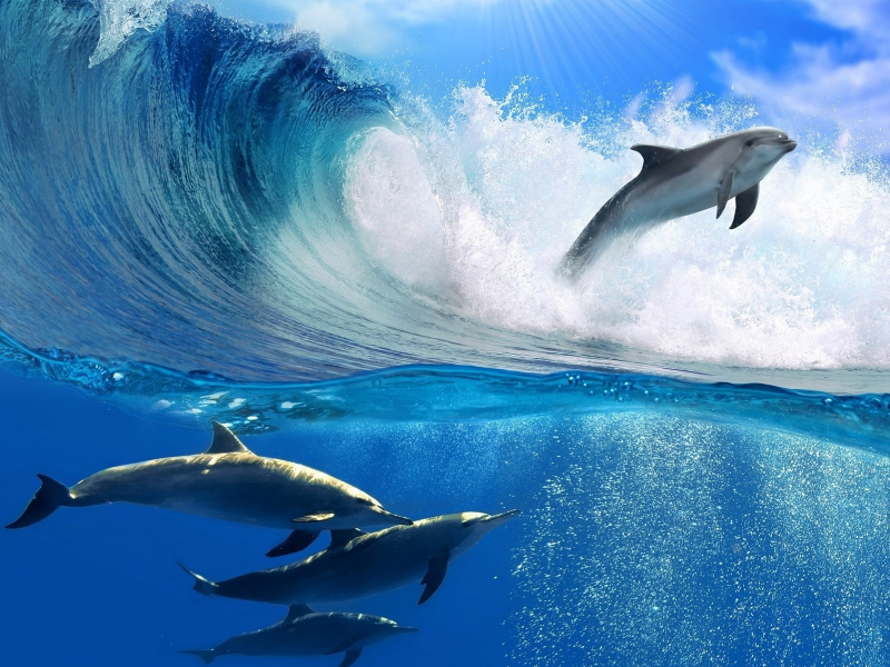 дельфины, стая, в море