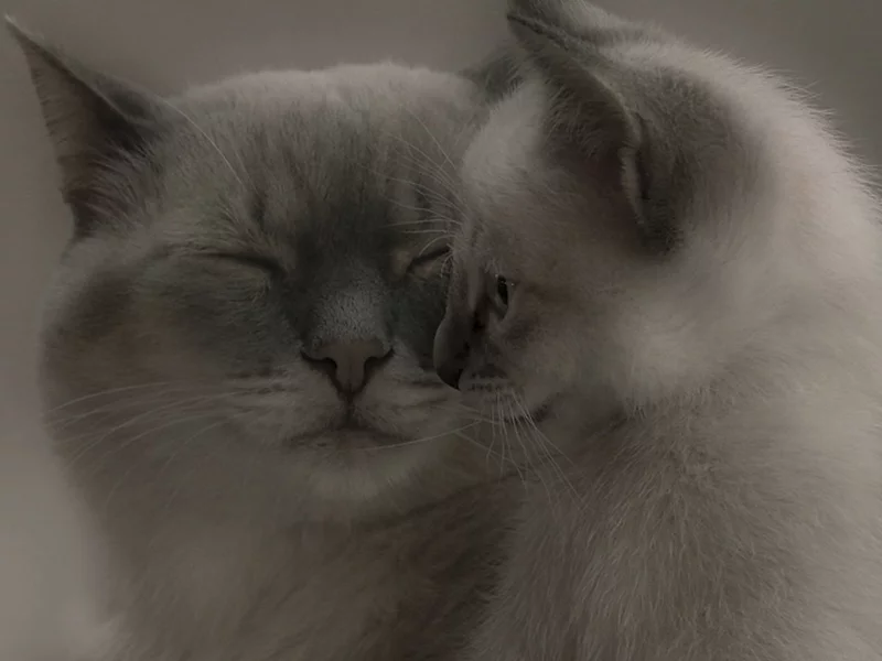 кошки, сиамские