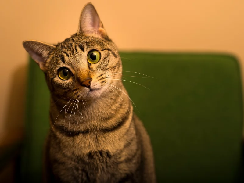 кошка, животные, взгляд, уши