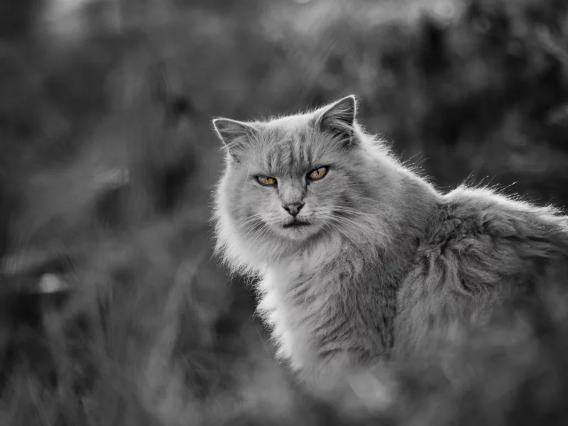 кот, взгляд, животное