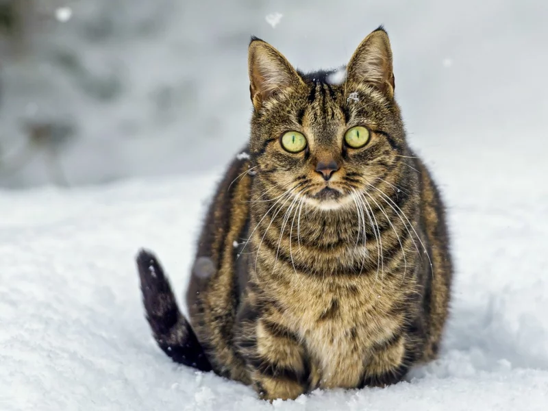 кот, фон