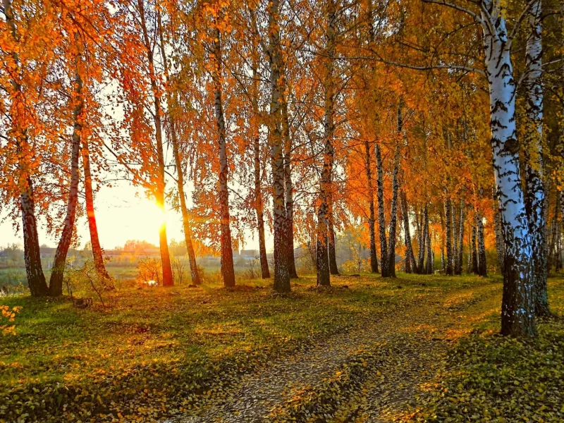 лес, осень, закат