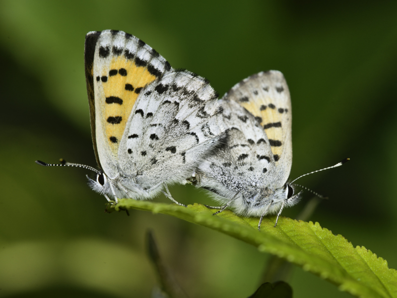 martin dollenkamp, бабочки
