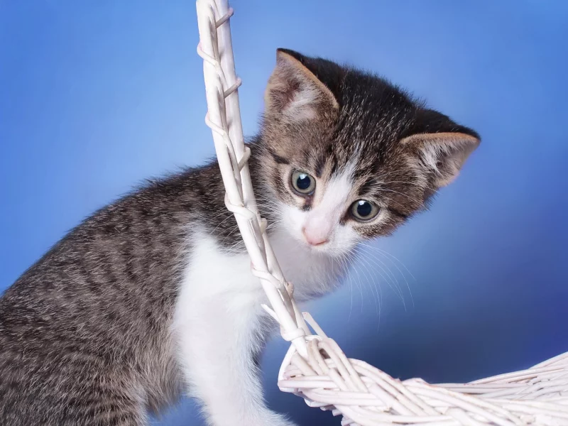 кошка, кот, коте