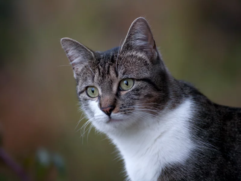 кошка, кот, коте