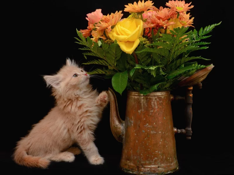 кошка, кот, коте