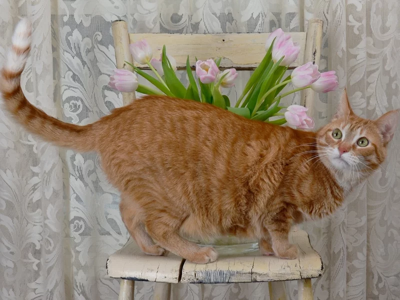 кот, фон