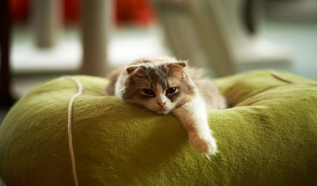 кот, взгляд, лежит