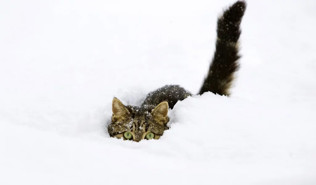 кот в снегу, зима