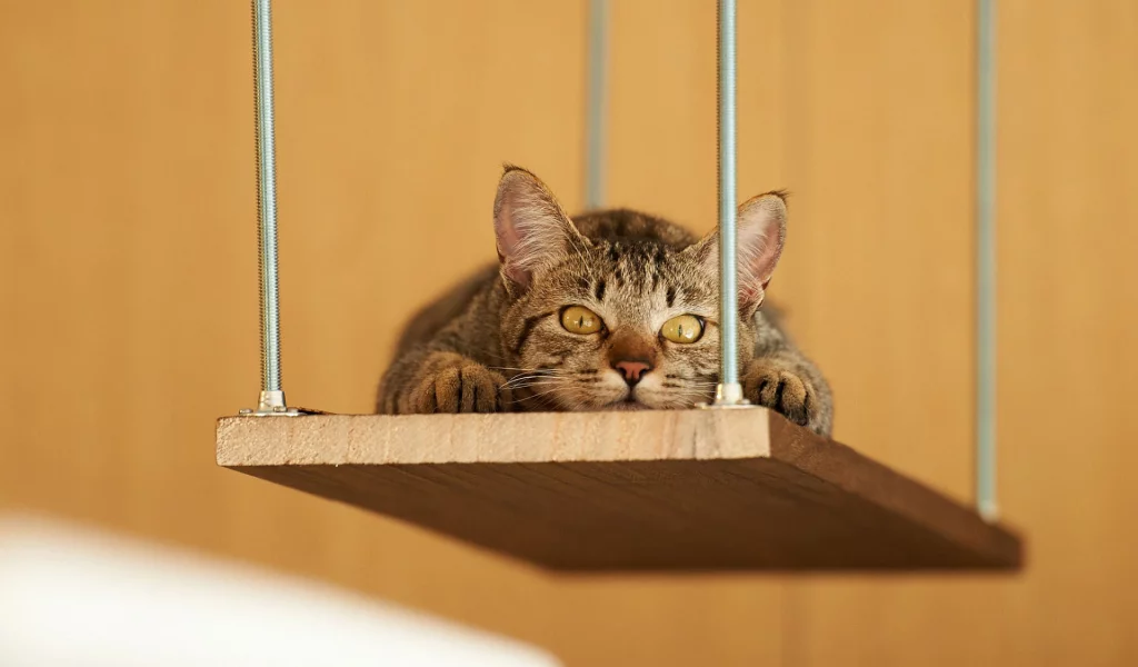 кот, взгляд, животное