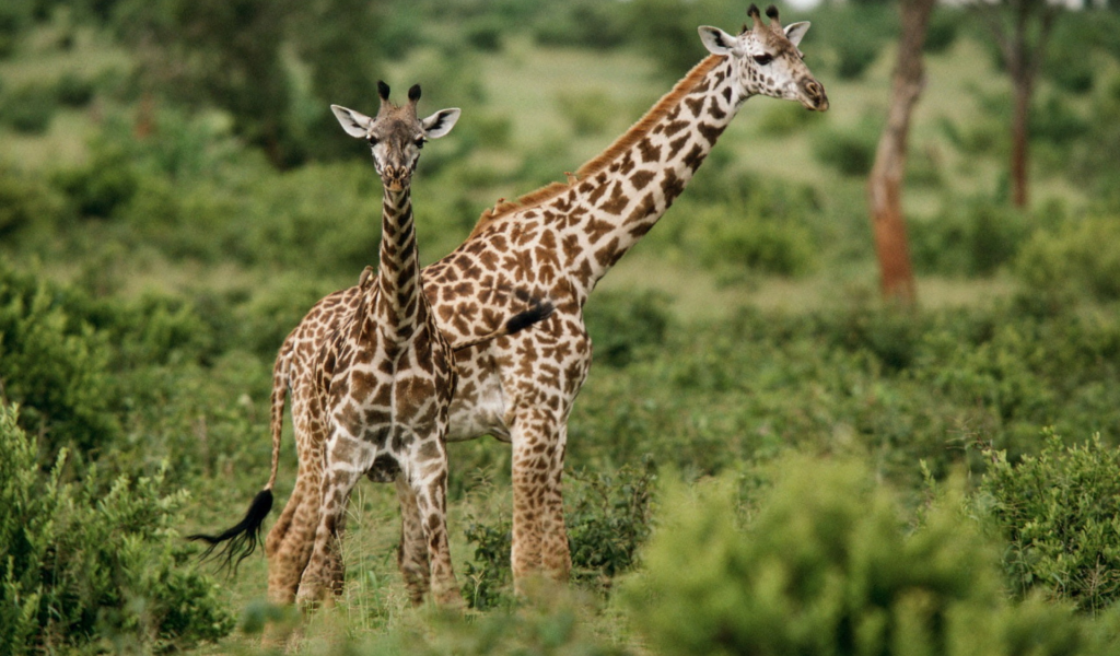 жирафы, животные, африка