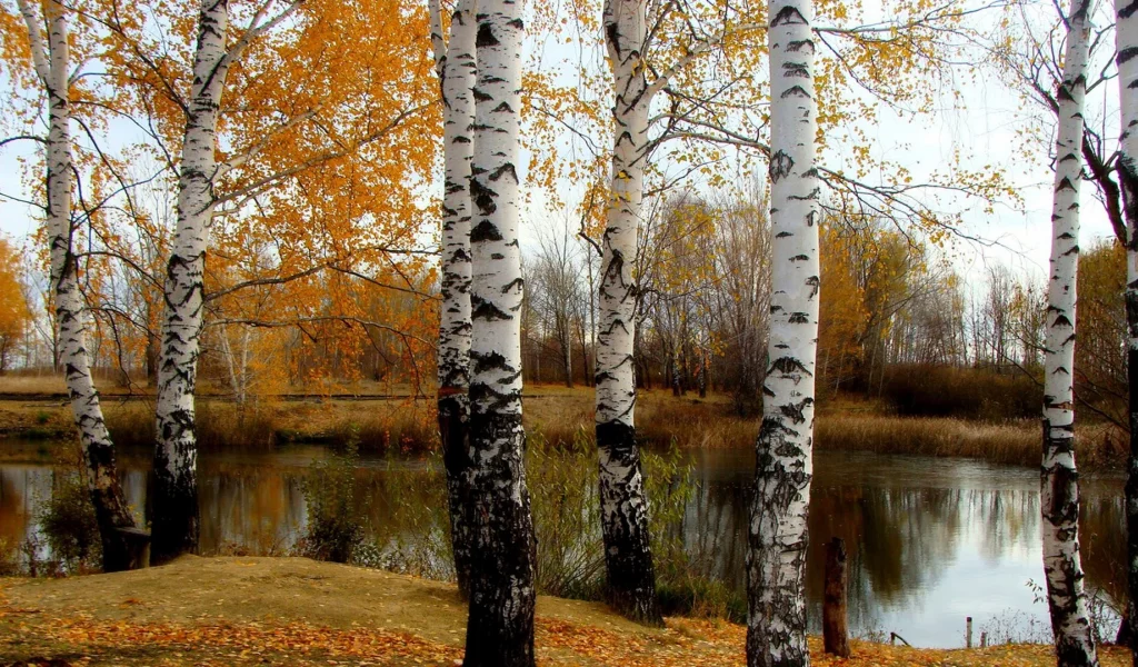 осень, берёзы, река