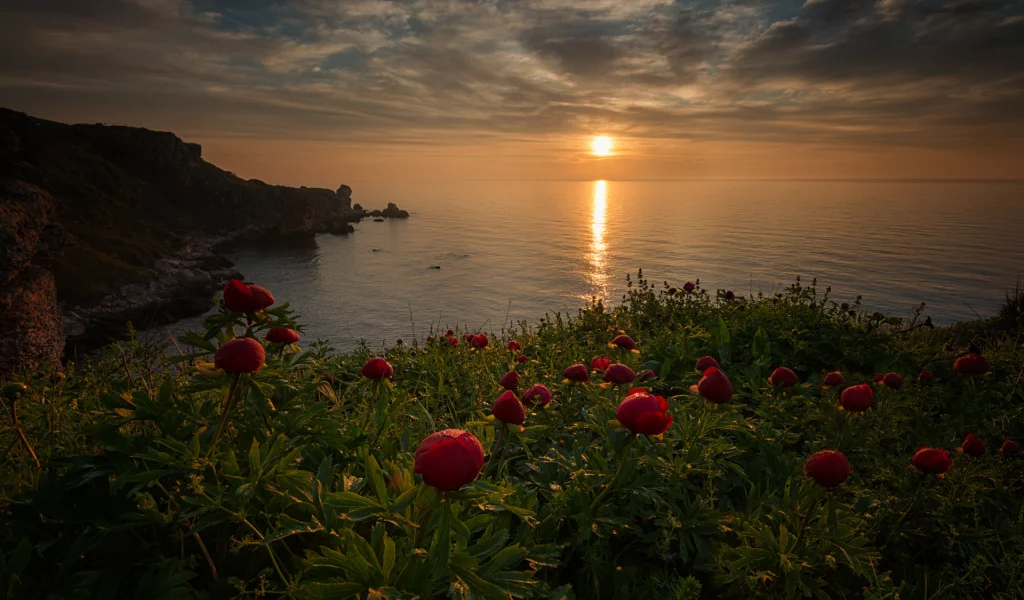 море, берег, цветы, закат