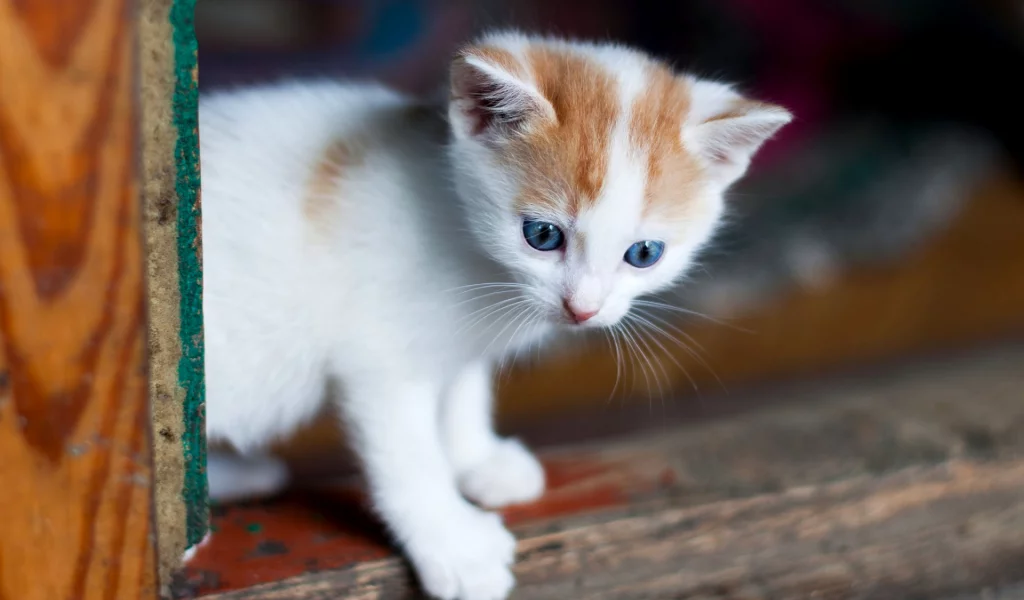 котёнок, маленький