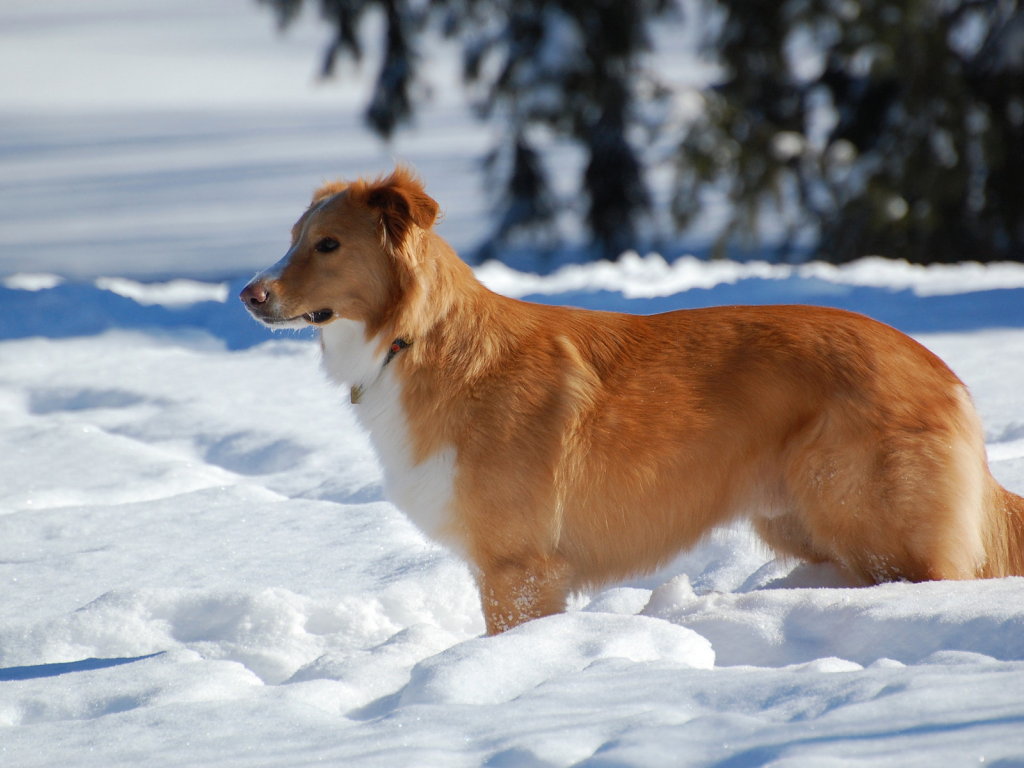 собака, животное, снег, зима