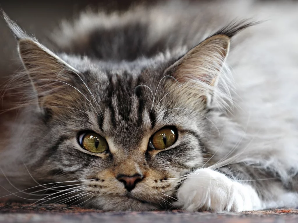 кот, взгляд, животное