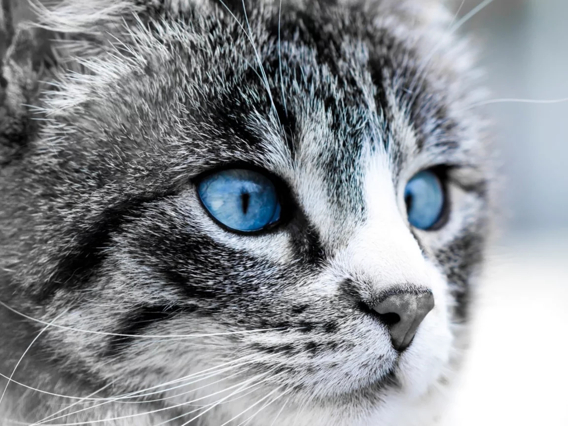 кошка, голубоглазая, животное