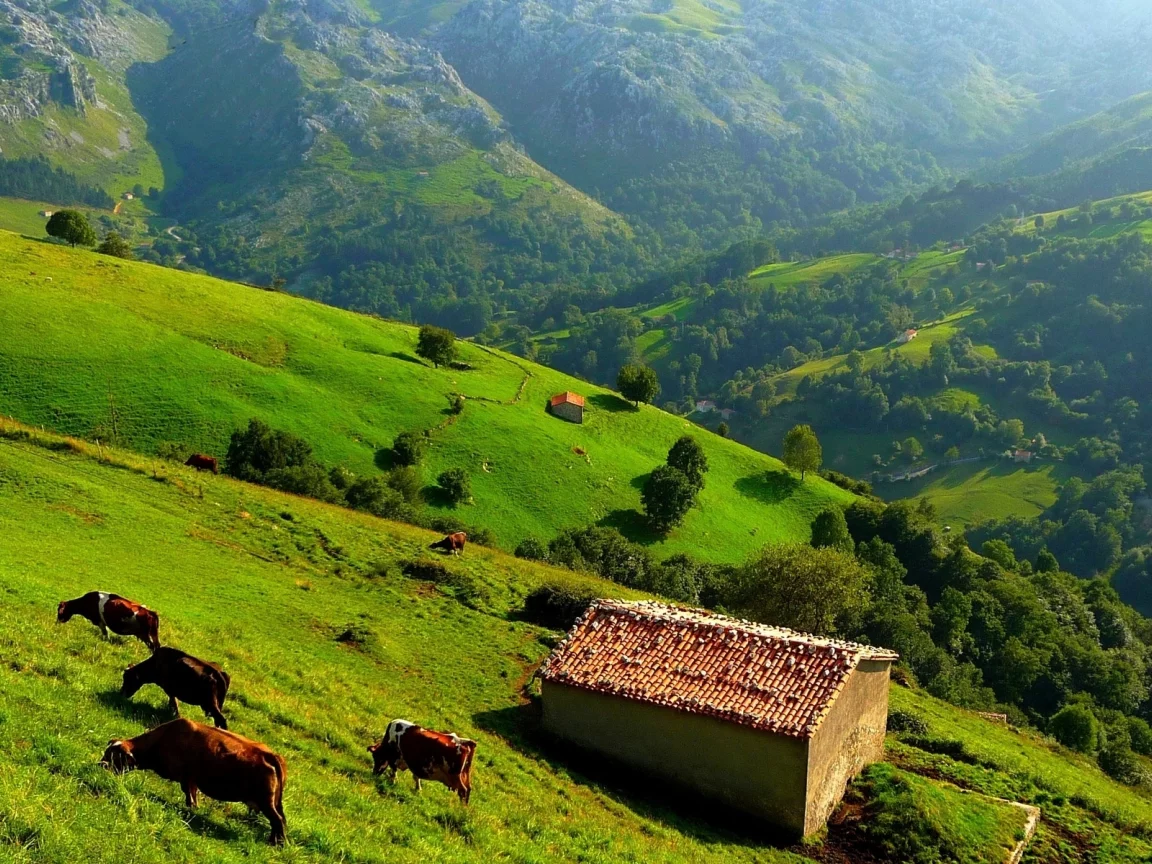 горы, луг, трава, коровы