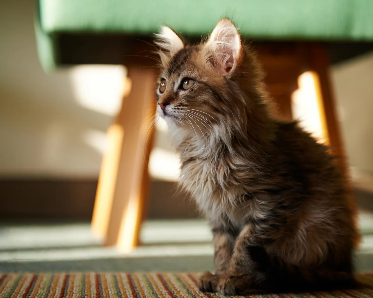 котёнок, маленький