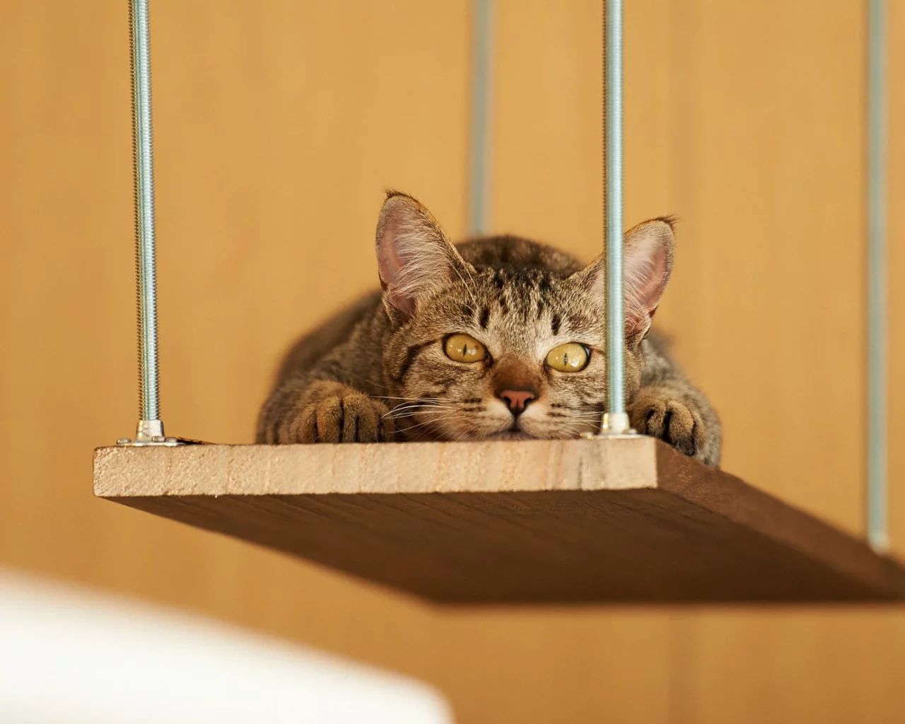 кот, взгляд, животное