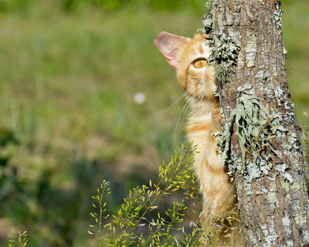 дерево, кот