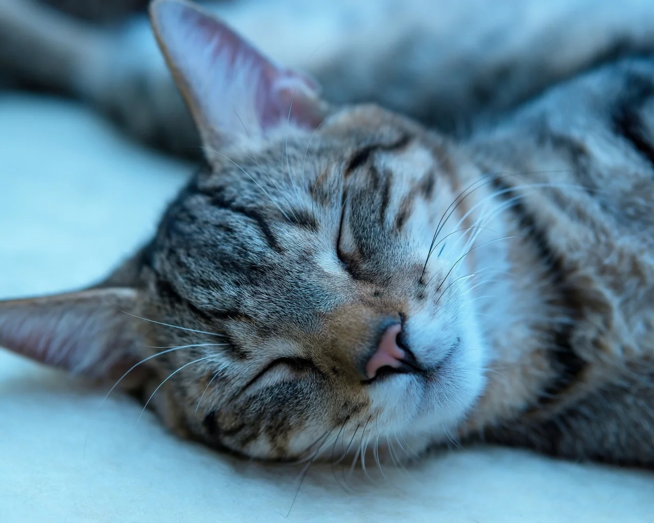 котёнок, спит, усы