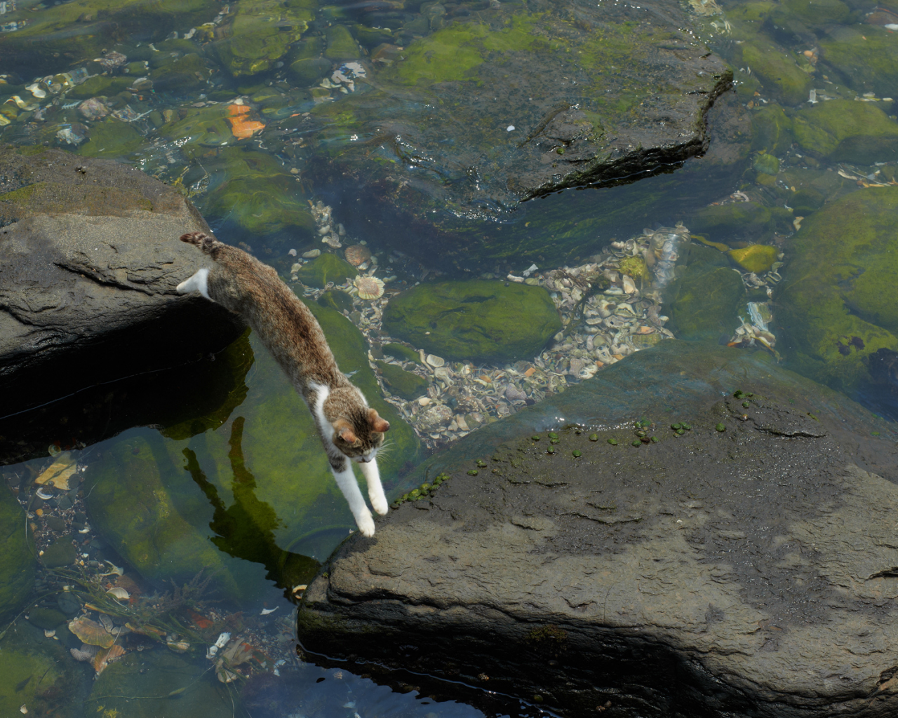 кошка, у воды, прыгает с камня на камень