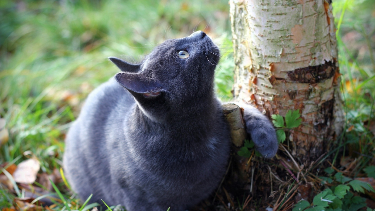 кошка, взгляд на дерево, животное