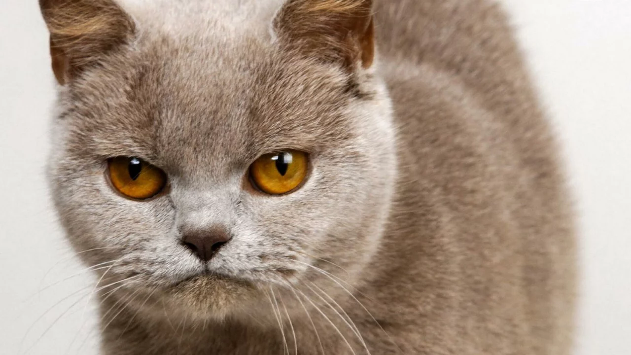 кошка, взгляд, животное