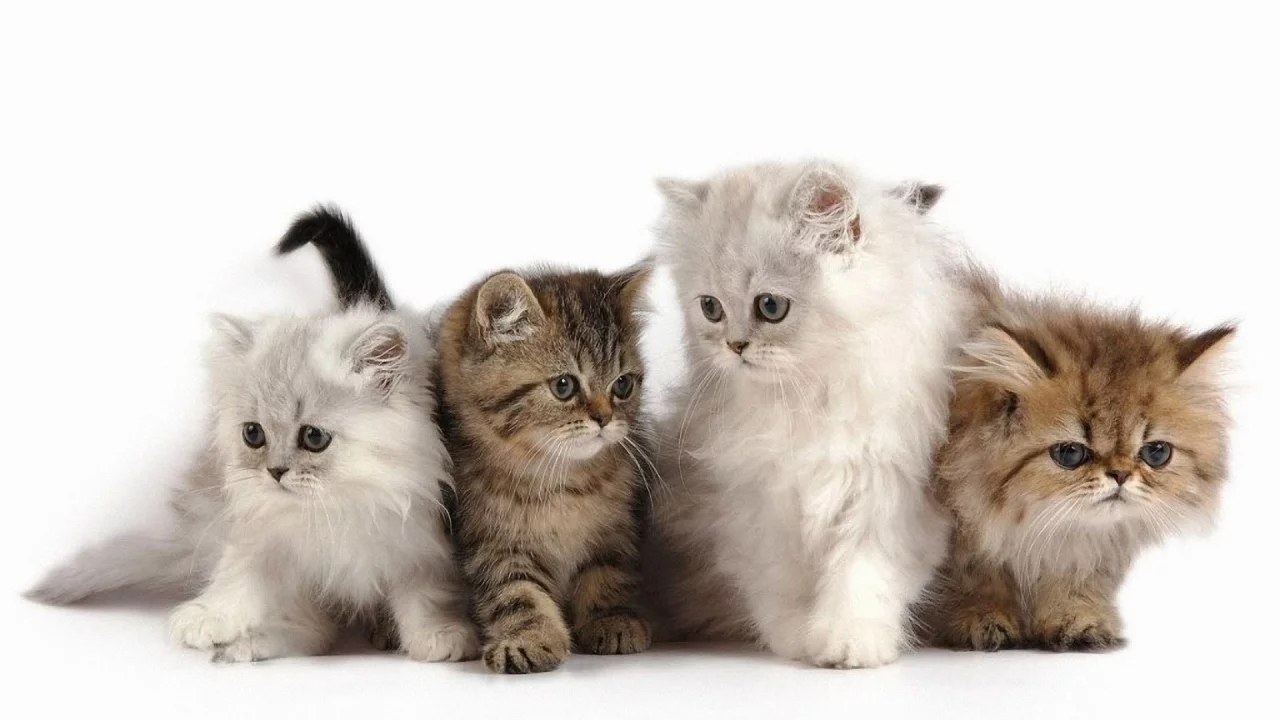 котята, животные, маленькие
